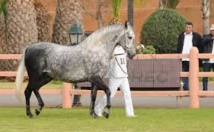 C’est parti pour le concours des chevaux arabe-barbe