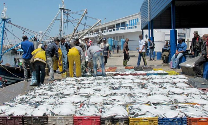Port de Larache: Hausse de 10% des débarquements de pêche à fin septembre Port de Larache: Hausse de 10% des débarquements de pêche à fin septembre