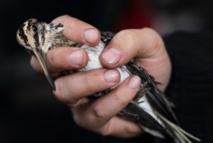 Le changement climatique coupe les ailes aux oiseaux Le changement climatique coupe les ailes aux oiseaux