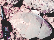 La température de dinosaures mesurée à partir de leurs œufs La température de dinosaures mesurée à partir de leurs œufs