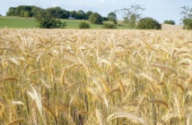 Journée mondiale de l'alimentation La protection sociale est de mise Journée mondiale de l'alimentation La protection sociale est de mise