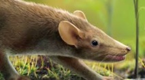 Un mammifère à poils et à épines au temps des dinosaures