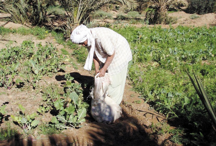 Le Plan Maroc Vert creuse les sillons de l’inégalité Le Plan Maroc Vert creuse les sillons de l’inégalité