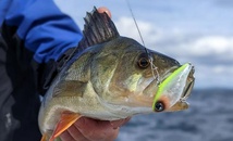 Clôture à Dakhla de la 1ère édition de la compétition nationale et internationale de pêche sportive Clôture à Dakhla de la 1ère édition de la compétition nationale et internationale de pêche sportive