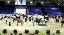 Le Salon du cheval 2015 d'El Jadida a tenu toutes ses promesses Le Salon du cheval 2015 d'El Jadida a tenu toutes ses promesses