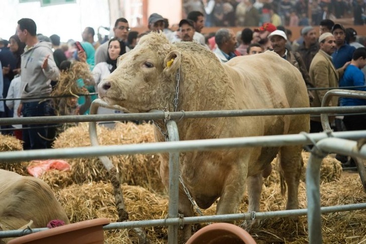 Le secteur de l’élevage se renforce à Es-Semara Le secteur de l’élevage se renforce à Es-Semara