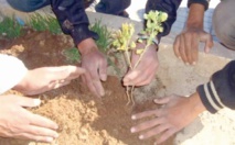 Le Maroc reboise à tout va Le Maroc reboise à tout va