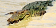 Le crocodile marin ne dort que d’un œil Le crocodile marin ne dort que d’un œil