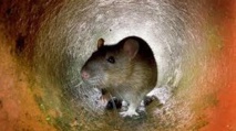 Insolite : Plaintes contre les rats à New York