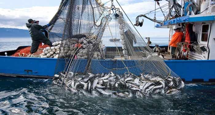Industrie de la pêche : Un CA à l’export avoisinant 31 MMDH en 2023 Industrie de la pêche : Un CA à l’export avoisinant 31 MMDH en 2023