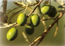 Journées de sensibilisation et de formation pratiques au profit des professionnels de l’olive Journées de sensibilisation et de formation pratiques au profit des professionnels de l’olive