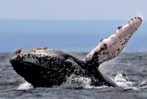 La disparition de grands animaux prive la planète de nutriments clés La disparition de grands animaux prive la planète de nutriments clés