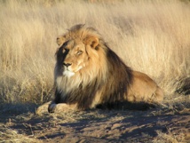 La moitié des lions d’Afrique pourrait  disparaître d’ici 20 ans