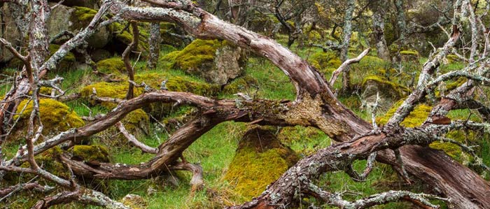 Changement climatique : La CIJ s'en mêle Changement climatique : La CIJ s'en mêle