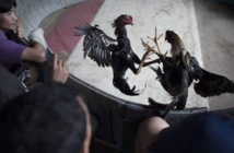 Les combats de coqs en Thaïlande, rare jeu d'argent autorisé, au nom de la tradition Les combats de coqs en Thaïlande, rare jeu d'argent autorisé, au nom de la tradition