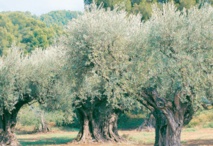 Ouazzane capitale de l’olivier du 26 au 29 novembre Ouazzane capitale de l’olivier du 26 au 29 novembre