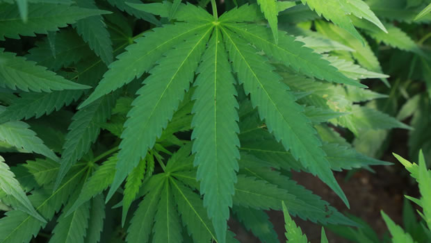 Activités liées au cannabis: Aucune infraction enregistrée en 2024 en matière de non-conformité Activités liées au cannabis: Aucune infraction enregistrée en 2024 en matière de non-conformité