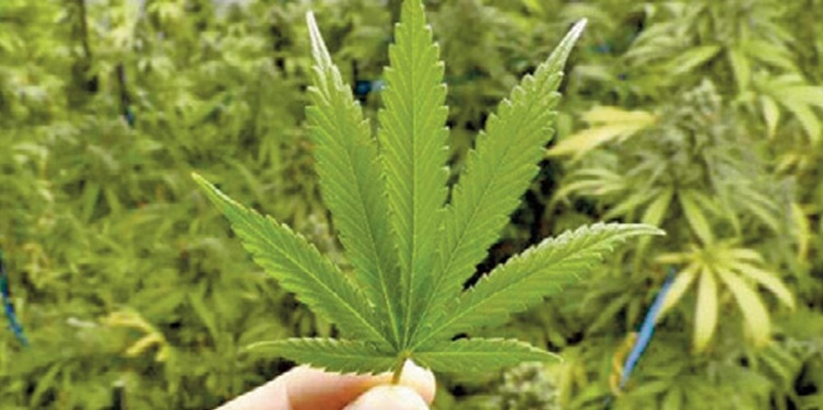 Activités liées au cannabis : L’ANRAC présente l’état d’avancement des réalisations de 2024 et le programme d’action pour 2025 Activités liées au cannabis : L’ANRAC présente l’état d’avancement des réalisations de 2024 et le programme d’action pour 2025