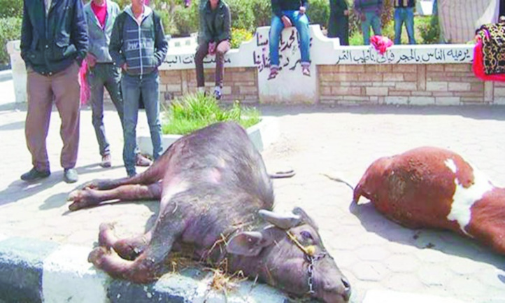 Bêtes malades et éleveurs inquiets Bêtes malades et éleveurs inquiets