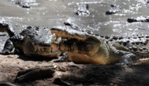 Indonésie : un projet de prison gardée par des crocodiles