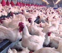 Les intermédiaires demeurent un facteur de renchérissement des prix des produits avicoles Les intermédiaires demeurent un facteur de renchérissement des prix des produits avicoles