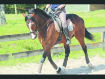 Le cheval Arkaitz remporte le Grand prix de Sa Majesté le Roi Mohammed VI du pur-sang anglais Le cheval Arkaitz remporte le Grand prix de Sa Majesté le Roi Mohammed VI du pur-sang anglais