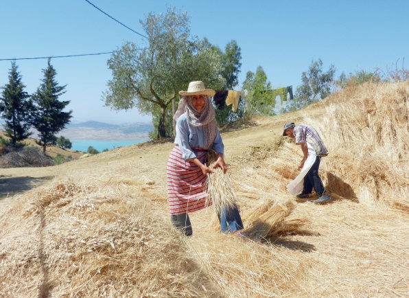 Quelles marges de manœuvre pour l’agriculture marocaine face à la contrainte hydrique ?