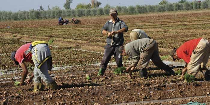 Taza : Plus de 45.000 agriculteurs bénéficient de la protection sociale Taza : Plus de 45.000 agriculteurs bénéficient de la protection sociale