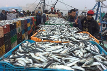 Port d'Al Hoceima: Légère hausse des débarquements de pêche en 2024 Port d'Al Hoceima: Légère hausse des débarquements de pêche en 2024