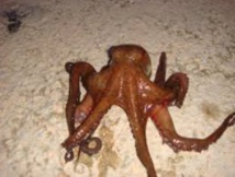 La reprise de la pêche du poulpe retardée au 1er décembre