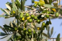 La Foire nationale de l'olivier de Ouazzane à l’honneur