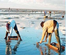 Tamri-Cap Ghir : Levée de l'interdiction sur le ramassage et la commercialisation des produits conchylicoles Tamri-Cap Ghir : Levée de l'interdiction sur le ramassage et la commercialisation des produits conchylicoles