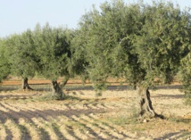Le changement climatique menace l’“or vert” tunisien Le changement climatique menace l’“or vert” tunisien