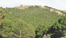 Partenariat HCEFLCD -CAM pour le financement du secteur coopératif forestier