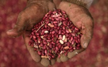 Des haricots magiques défient la sécheresse en Amérique centrale Des haricots magiques défient la sécheresse en Amérique centrale