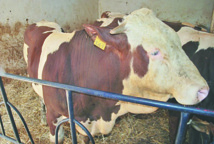 60% du cheptel bovin national vaccinés contre la fièvre aphteuse 60% du cheptel bovin national vaccinés contre la fièvre aphteuse