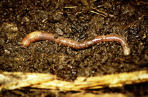 Quand le ver de terre paraît, le sol renaît Quand le ver de terre paraît, le sol renaît