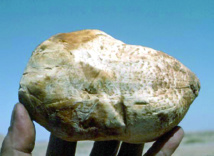 La truffe blanche du désert dévoile ses secrets La truffe blanche du désert dévoile ses secrets