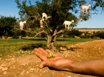 L'arganier tient son congrès international à Agadir L'arganier tient son congrès international à Agadir
