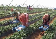 Rencontre à Kénitra sur les violences à l'encontre des femmes du secteur agricole Rencontre à Kénitra sur les violences à l'encontre des femmes du secteur agricole