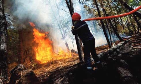 L'ANEF et la FAO se penchent sur la gestion intégrée des incendies de forêt L'ANEF et la FAO se penchent sur la gestion intégrée des incendies de forêt
