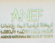 L’ANEF dévoile le Plan directeur d'investissement relatif à la stratégie "Forêts du Maroc 2020-2030" L’ANEF dévoile le Plan directeur d'investissement relatif à la stratégie "Forêts du Maroc 2020-2030"