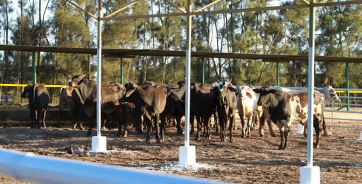 Azemmour : Ouverture de la 2ème édition du Salon international de l’élevage Azemmour : Ouverture de la 2ème édition du Salon international de l’élevage