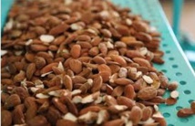 Le circuit de commercialisation des amandes serait désorganisé Le circuit de commercialisation des amandes serait désorganisé