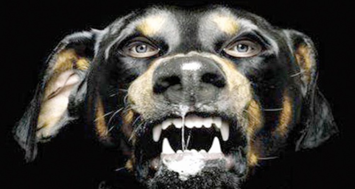 Nouveau cadre mondial pour l’élimination de la rage Nouveau cadre mondial pour l’élimination de la rage