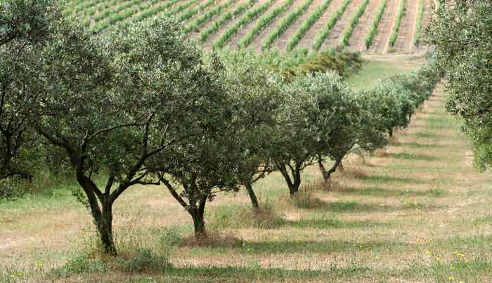 Al Moutmir : Plus de 987 plateformes de démonstration d’olivier en 2023-2024 au profit de plus de 640 agriculteurs Al Moutmir : Plus de 987 plateformes de démonstration d’olivier en 2023-2024 au profit de plus de 640 agriculteurs