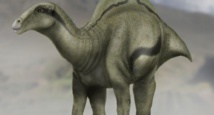Découverte d’un nouveau dinosaure portant une voile sur le dos