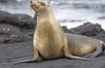 Une toxine dans les algues pourrait affecter la mémoire des lions de mer Une toxine dans les algues pourrait affecter la mémoire des lions de mer