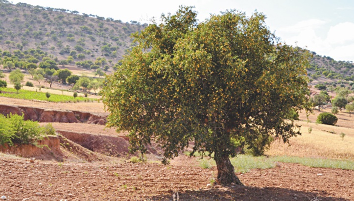 Congrès international de l’arganier à Agadir Congrès international de l’arganier à Agadir