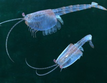 Les femelles couvaient déjà leurs petits il y a 500 millions d'années Les femelles couvaient déjà leurs petits il y a 500 millions d'années